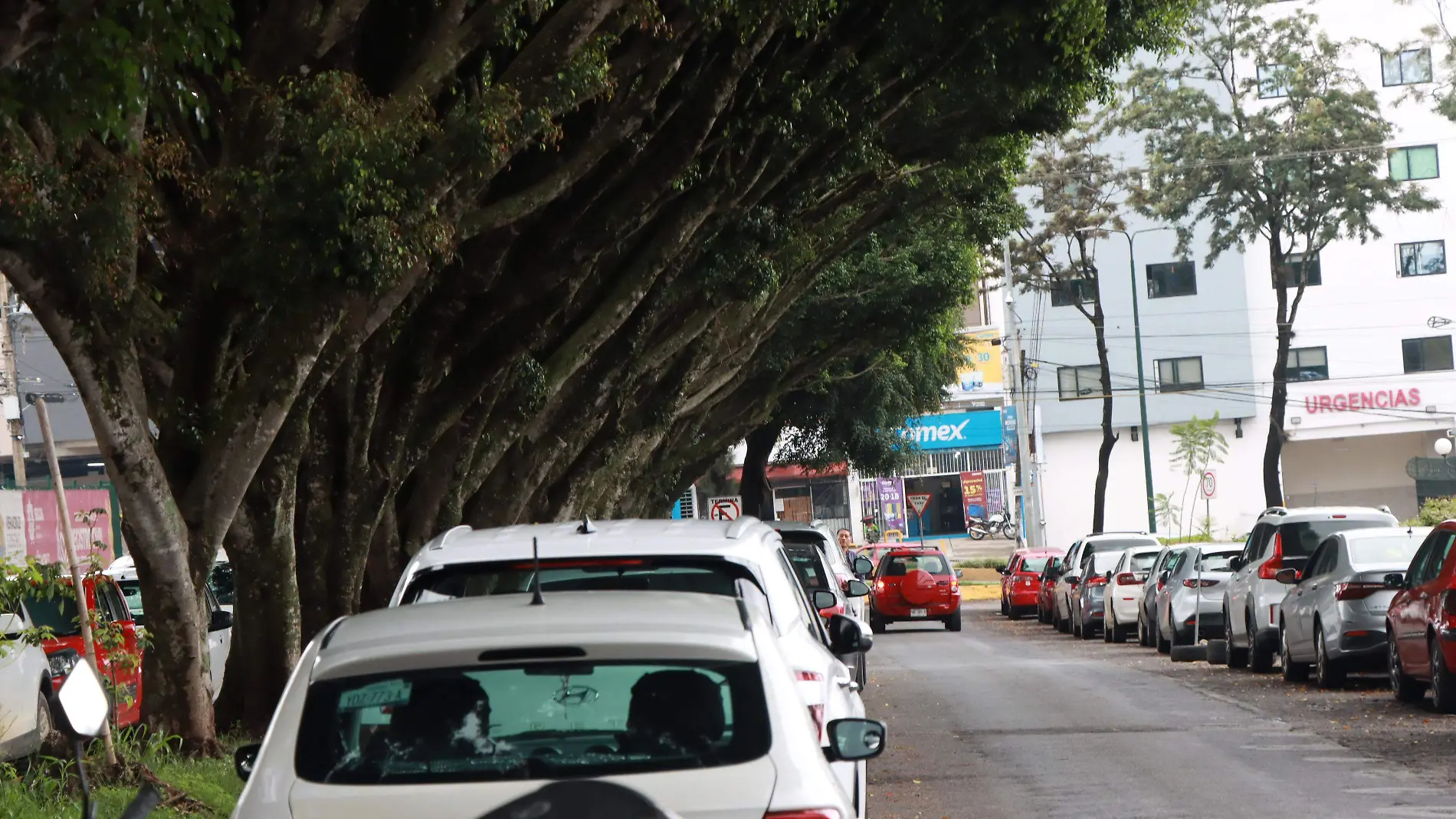 Autos y árboles | Caída de árboles | Accidentes